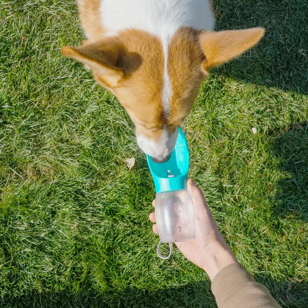 Gourde pour chien 300 ml — VADROUF ToutouFlask